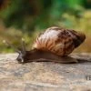 Afrikanische Riesenschnecke, Achatina Reticulata "wildfarben", DNZ -Interaquaristik Verkäufe Afrikanische Riesenschnecke Achatina reticulata wildfarben DNZ 2