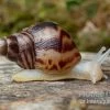Afrikanische Albino-Riesenschnecke, Achatina Reticulata "albino", DNZ -Interaquaristik Verkäufe Afrikanische Riesenschnecke Albino Achatina reticulata Albino DNZ 2