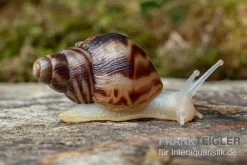Afrikanische Albino-Riesenschnecke, Achatina Reticulata "albino", DNZ