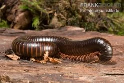 Afrikanischer Riesentausendfüßer, Archispirostreptus Gigas -Interaquaristik Verkäufe Afrikanischer Riesentausendfuesser Archispirostreptus gigas 03