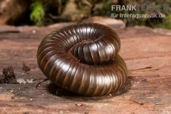 Afrikanischer Riesentausendfüßer, Archispirostreptus Gigas -Interaquaristik Verkäufe Afrikanischer Riesentausendfuesser Archispirostreptus gigas 05