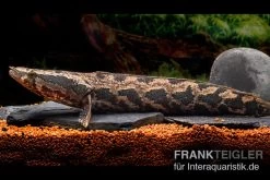 Interaquaristik Verkäufe 7 Afrikanischer Schlangenkopf, Channa Obscura