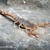 Afrikanischer Skorpion, Hottentotta Hottentotta -Interaquaristik Verkäufe Afrikanischer Skorpion Hottentotta hottentotta 1