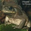 Agakröte, Bufo Marinus -Interaquaristik Verkäufe Agakroete Bufo marinus 1