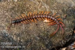 Schwarzkopf-Fähnchenskolopendra, Alipes Multicostis -Interaquaristik Verkäufe Alipes multicostis Schwarzkopf Faehnchenskolopendra Alipes multicostis 1