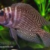 Schwarzer Perl-Nanderbuntbarsch, Altolamprologus Calvus Black Pearl F1 -Interaquaristik Verkäufe Altolamprologus calvus Black pearl