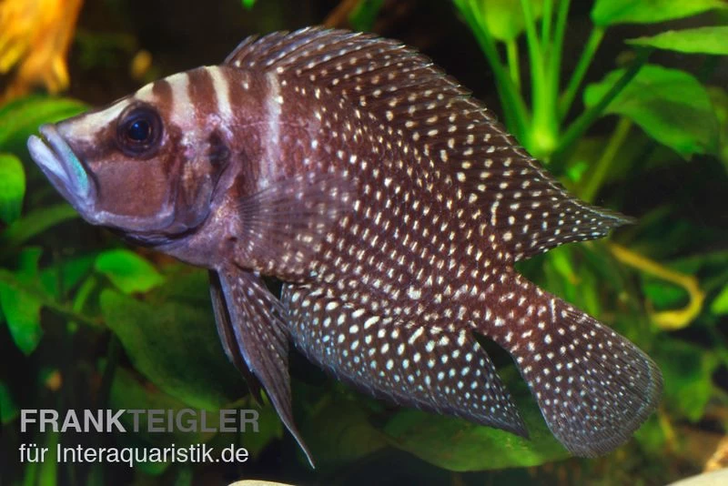 Schwarzer Perl-Nanderbuntbarsch, Altolamprologus calvus Black Pearl F1 Schwarzer Perl-Nanderbuntbarsch, Altolamprologus Calvus Black Pearl F1 -Interaquaristik Verkäufe Altolamprologus calvus Black pearl