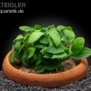 Anubias Nana "Petite" In Tonschale -Interaquaristik Verkäufe Anubias nana Petite in Tonschale