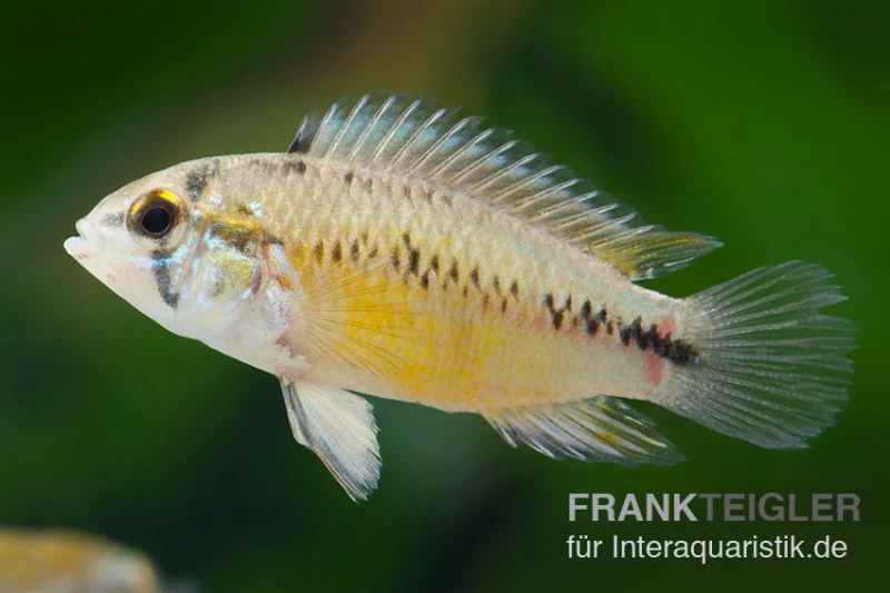 Opal-Apistogramma, Apistogramma borelli "Opal", paarweise Opal-Apistogramma, Apistogramma Borelli "Opal", Paarweise -Interaquaristik Verkäufe Apistogramma borelli Opal Weibchen