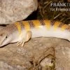 Apothekerskink, Scincus Scincus -Interaquaristik Verkäufe Apothekerskink Scincus scincus 1