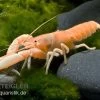 Aprikosenkrebs, Cherax Holthuisi -Interaquaristik Verkäufe Aprikosenkrebs Cherax holthuisi