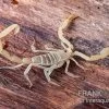 Arizona Bark Scorpion, Centruroides Sculpturatus -Interaquaristik Verkäufe Arizona Bark Scorpion Centruroides sculpturatus 1