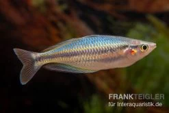 Aru-Regenbogenfisch, Melanotaenia Picta, 5 Tiere -Interaquaristik Verkäufe Aru Regenbogenfisch Melanotaenia picta