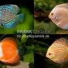 3 X Diskusfisch ASIA-NZ Im Mix, Symphysodon Discus, S 5-6 Cm 1 3 X Diskusfisch ASIA-NZ Im Mix, Symphysodon Discus, S 5-6 Cm -Interaquaristik Verkäufe Asia Discus Bundle 2