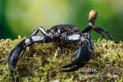 Asia-Skorpion, Heterometrus Longimanus -Interaquaristik Verkäufe Asia Skorpion Heterometrus longimanus 3