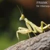 Asiatische Blütenmantis, Creobroter Gemmatus