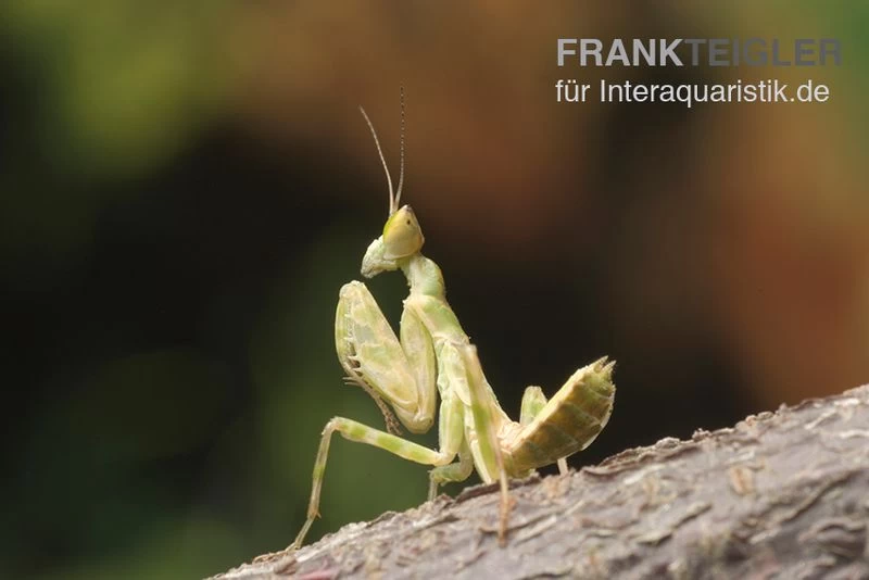 Asiatische Blütenmantis, Creobroter gemmatus Asiatische Blütenmantis, Creobroter Gemmatus -Interaquaristik Verkäufe Asiatische Bluetenmantis Creobroter gemmatus 2