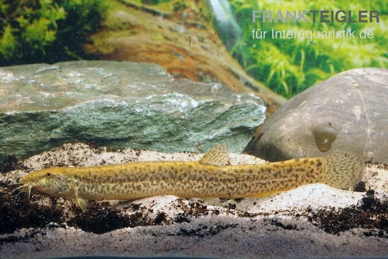 Ostasiatischer Schlammpeitzger, Misgurnus anguillicaudatus, 12-15 cm (Kaltwasser) Ostasiatischer Schlammpeitzger, Misgurnus Anguillicaudatus, 12-15 Cm (Kaltwasser) -Interaquaristik Verkäufe Asiatischer Schlammpeitzger Misgurnus fossilis 12 15 cm Kaltwasser