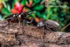 Atlaskäfer, Chalcosoma Atlas -Interaquaristik Verkäufe Atlaskaefer Chalcosoma atlas 3