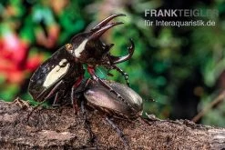 Atlaskäfer, Chalcosoma Atlas -Interaquaristik Verkäufe Atlaskaefer Chalcosoma atlas 5