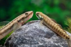 Atratus-Grundel, Stiphodon Atratus, 1 Paar 5 Atratus-Grundel, Stiphodon Atratus, 1 Paar -Interaquaristik Verkäufe Atratus Grundel Stiphodon atratus 2