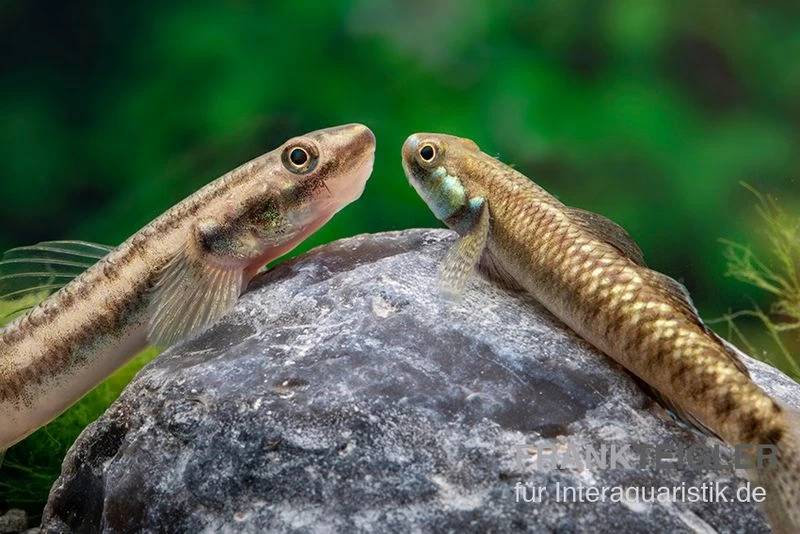 Atratus-Grundel, Stiphodon atratus, 1 Paar Atratus-Grundel, Stiphodon Atratus, 1 Paar -Interaquaristik Verkäufe Atratus Grundel Stiphodon atratus 2