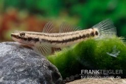 Atratus-Grundel, Stiphodon Atratus, 1 Paar 6 Atratus-Grundel, Stiphodon Atratus, 1 Paar -Interaquaristik Verkäufe Atratus Grundel Stiphodon atratus 3