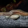 Augenfleckstachelaal, Macrognatus Aculeatus, 7-10 Cm -Interaquaristik Verkäufe Augenfleckstachelaal Macrognatus aculeatus neu 1
