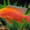 Aulonocara Firefish "Coral Red Albino" -Interaquaristik Verkäufe Aulonocara Firefish Coral Red Albino