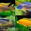 Aulonocara Spec. Im MIX, DNZ -Interaquaristik Verkäufe Aulonocara Mix