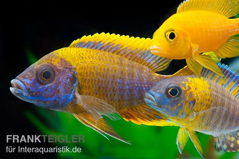 Aulonocara spec. im MIX, DNZ Aulonocara Spec. Im MIX, DNZ -Interaquaristik Verkäufe Aulonocara Mix 2