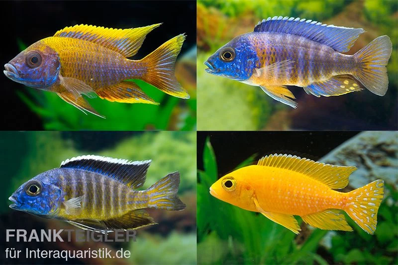 Aulonocara spec. im MIX, DNZ Aulonocara Spec. Im MIX, DNZ -Interaquaristik Verkäufe Aulonocara
