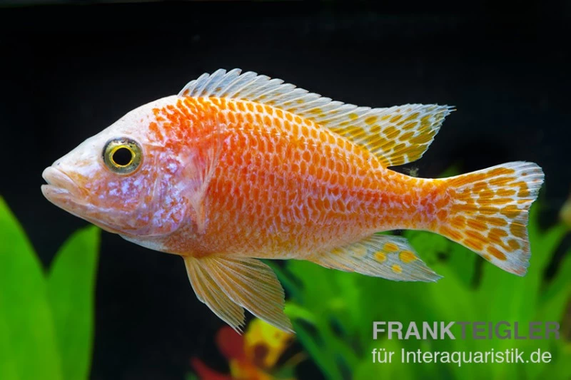 Aulonocara nyassae "Pink" Aulonocara Nyassae "Pink" -Interaquaristik Verkäufe Aulonocara nyassae Pink