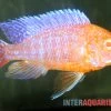Aulonocara Spec. Dragon Blood Albino, DNZ -Interaquaristik Verkäufe Aulonocara spec Dragon Blood albino 1