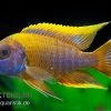 Aulonocara Spec. Lwanda, DNZ -Interaquaristik Verkäufe Aulonocara spec Lwanda