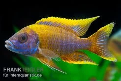 Aulonocara Spec. Lwanda, DNZ