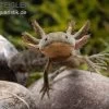 Axolotl Naturfarben, Ambystoma Mexicanum -Interaquaristik Verkäufe Axolotl Wildling 1