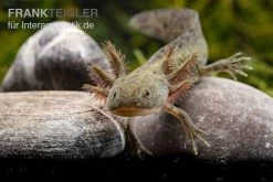 Axolotl Naturfarben, Ambystoma Mexicanum -Interaquaristik Verkäufe Axolotl Wildling 2