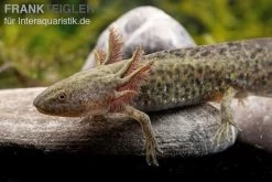 Axolotl Naturfarben, Ambystoma Mexicanum -Interaquaristik Verkäufe Axolotl Wildling 3