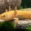 Axolotl Kupfer, Ambystoma Mexicanum -Interaquaristik Verkäufe Axolotl kupfer Ambystoma mexicanum 1