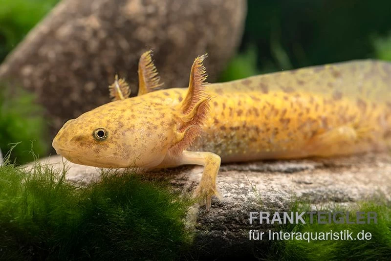 Axolotl kupfer, Ambystoma mexicanum Axolotl Kupfer, Ambystoma Mexicanum -Interaquaristik Verkäufe Axolotl kupfer Ambystoma mexicanum 1