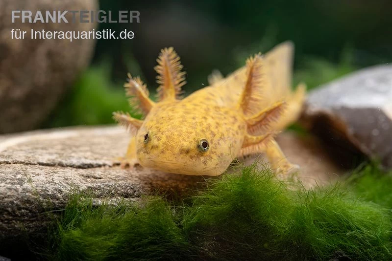 Axolotl kupfer, Ambystoma mexicanum Axolotl Kupfer, Ambystoma Mexicanum -Interaquaristik Verkäufe Axolotl kupfer Ambystoma mexicanum 2