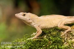 Bahama-Anolis, Anolis Sagrei -Interaquaristik Verkäufe Bahama Anolis Anolis sagrei 3