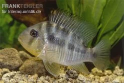 Ballonkopf Erdfresser, Gymnogeophagus Balzani -Interaquaristik Verkäufe Ballonkopf Erdfresser Gymnogeophagus balzani 1
