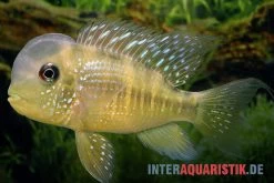Ballonkopf Erdfresser, Gymnogeophagus Balzani