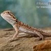 Bartagame, Pogona Vitticeps, Farbmix -Interaquaristik Verkäufe Bartagame Pogona vitticeps Leatherback Striped 6