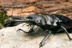 Bellicosa-Hirschkäfer, Odontolabis Bellicosa