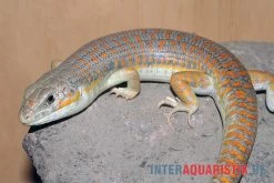 Berberskink, Eumeces Schneiderii -Interaquaristik Verkäufe Berberskink Eumeces schneiderii 1