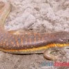 Berberskink, Eumeces Schneiderii -Interaquaristik Verkäufe Berberskink Eumeces schneiderii neu 1