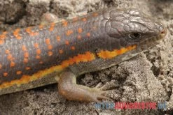 Berberskink, Eumeces Schneiderii -Interaquaristik Verkäufe Berberskink Eumeces schneiderii neu 3